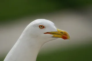 海鸥，沧海，鸟，水禽，海岸，海洋，Seevogel
