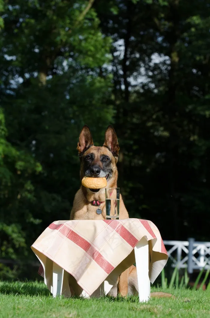 玛利诺犬，比利时牧羊犬，野餐，男性，狗把戏