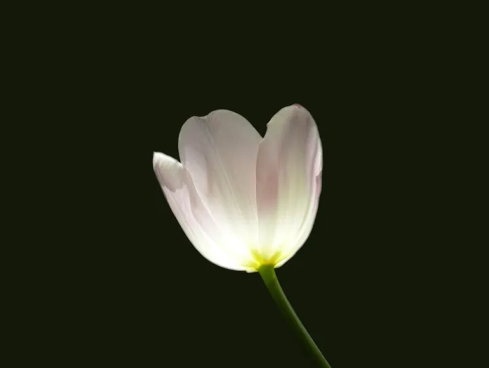 郁金香，花，春天，玫瑰，白