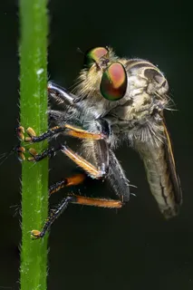 强盗飞,宏,昆虫,自然,飞,Bug 强盗飞,宏,昆虫,自然,飞,Bug