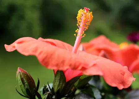 花,开花,盛开,雌蕊,芙蓉花,芽 花,开花,盛开,雌蕊,芙蓉花,芽