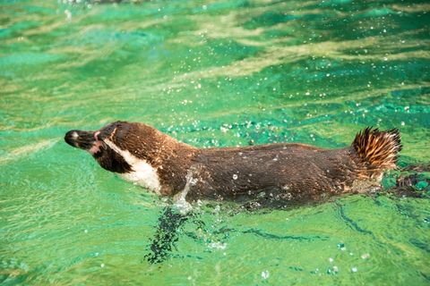 企鹅，甜，动物，可爱，好奇，恢复，休息