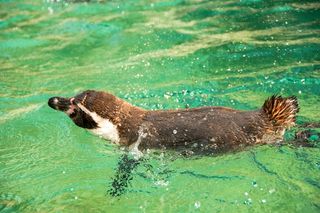 企鹅，甜，动物，可爱，好奇，恢复，休息