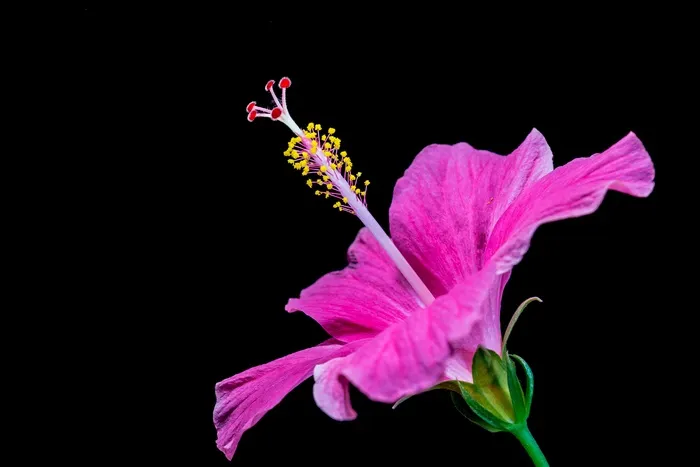 芙蓉花，开花，花，白，棉花糖