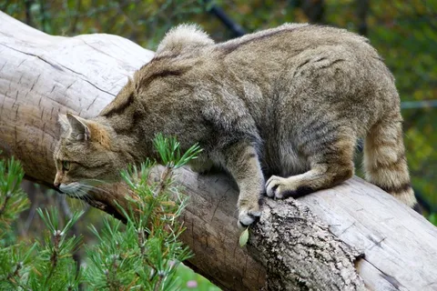 自然,动物,野猫 自然,动物,野猫