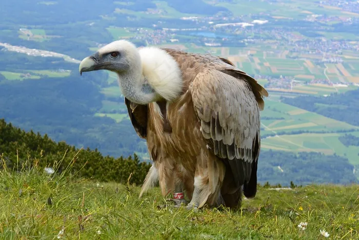 秃鹰，Aas脸，萨尔茨堡，奥地利，温特贝格，鸟