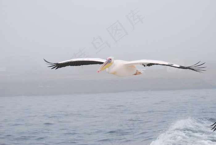 鹈，鸟，飞，海，翅膀，自然
