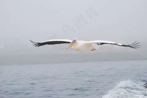 鹈，鸟，飞，海，翅膀，自然
