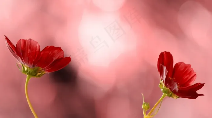 花，宇宙，红色，粉红色，宏，花园，自然
