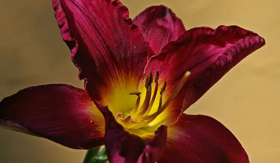 花,黄花菜,百合,植物,开花,盛开,关闭 花,黄花菜,百合,植物,开花,盛开,关闭