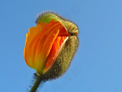 罂粟,开花,橙色,芽 罂粟,开花,橙色,芽