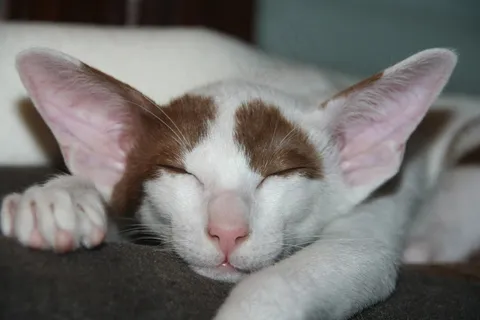 猫,睡眠,梦,累,睡着了,小猫 猫,睡眠,梦,累,睡着了,小猫