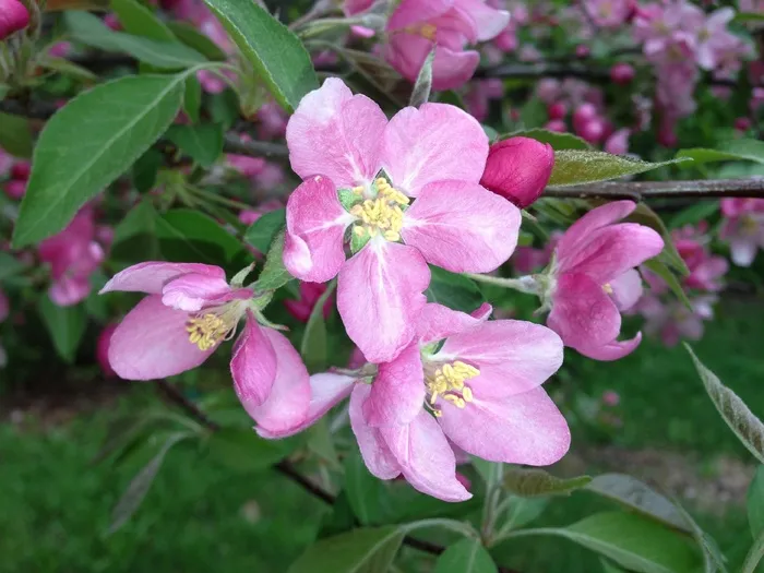 苹果，鲜花，苹果花，树，枝杈，春天