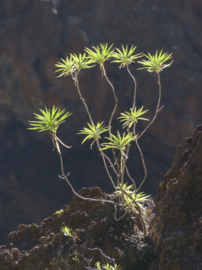 大戟，布什，植物，异国情调，大戟Atropurpurea