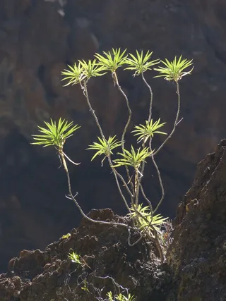 大戟，布什，植物，异国情调，大戟Atropurpurea