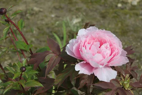 花,植物区系,颜色粉红色,自然,植物 花,植物区系,颜色粉红色,自然,植物