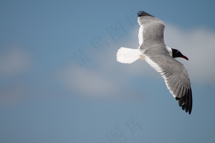 海鸥，鸟，海滩，海洋，水，天空，蓝色，白色
