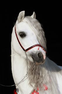 马，小马，动物