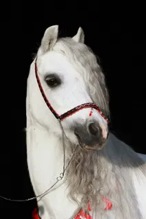 马，小马，动物