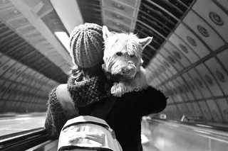 狗,济州岛泰迪熊博物馆,西高地白梗,泰迪犬,摩托车,和你的狗一起旅行。