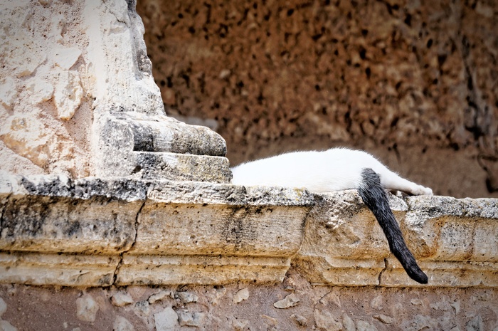 猫，克里特岛，修道院，睡眠，休息，懒惰，慢