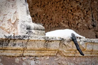 猫，克里特岛，修道院，睡眠，休息，懒惰，慢