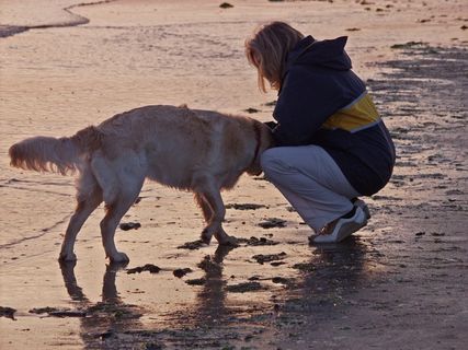 北海，丹麦，海滩，海，海岸，狗