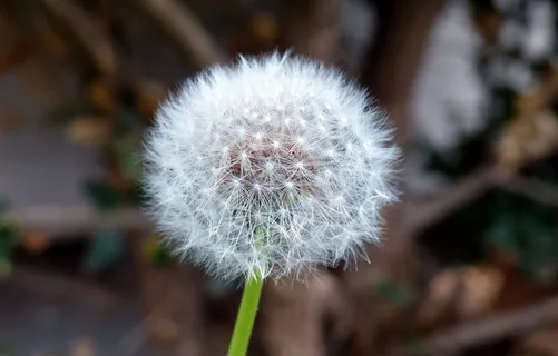 性质,植物,蒲公英,时钟,盛开,种子,蓬松 性质,植物,蒲公英,时钟,盛开,种子,蓬松