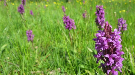 花，紫色，植物，兰花，自然，开花