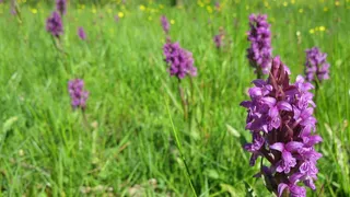 花，紫色，植物，兰花，自然，开花