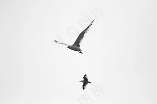 鸟飞，飞，天空，白色，翅膀矢量，性质，动物