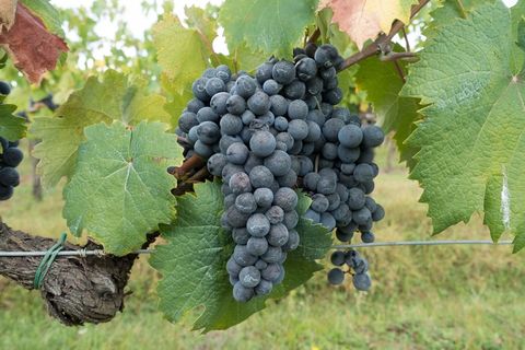 葡萄种植，葡萄，葡萄园，藤，性质，秋季