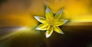 明星郁金香，小明星郁金香，花，开花，盛开