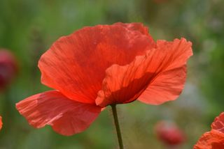 罂粟，春天，普拉托，鲜花，花，绿色