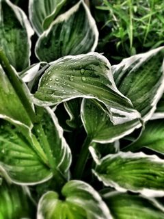 叶子，绿色，植物，性质，露水，滴灌，Morgentau