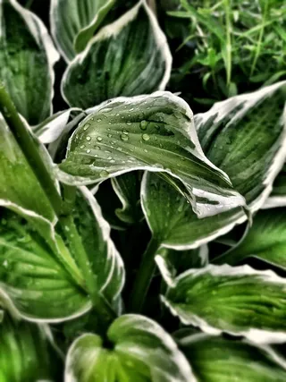 叶子，绿色，植物，性质，露水，滴灌，Morgentau