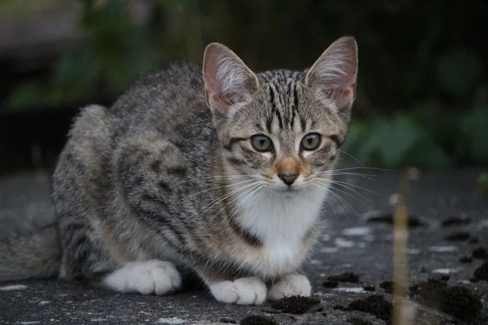 猫，猫宝宝，小猫，鲭鱼，小猫，宠物