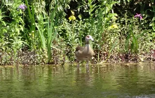 Nilgans，Alopochen Aegyptiacus，好斗，池塘，湖
