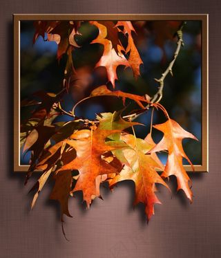 枫叶，枫，叶子，道路，分支，框架，3D