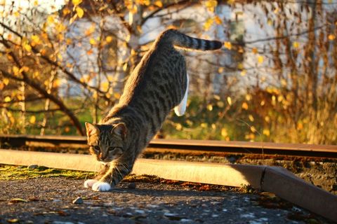 猫，秋，秋天的树叶，夕光，小猫