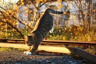 猫，秋，秋天的树叶，夕光，小猫