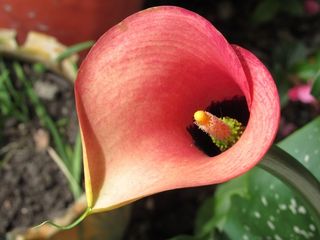 花，马蹄莲，自然