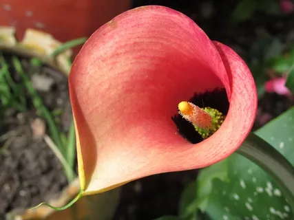 花,马蹄莲,自然 花,马蹄莲,自然