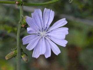 花，紫色，菊苣，夏天，性质，关闭