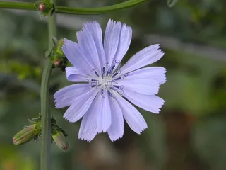 花，紫色，菊苣，夏天，性质，关闭
