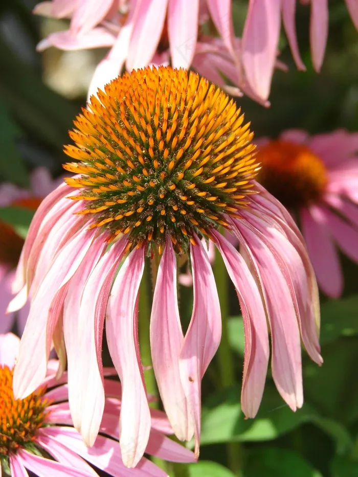 矢车菊，粉红色，盛开，花，植物，紫色