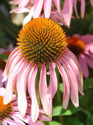 矢车菊，粉红色，盛开，花，植物，紫色
