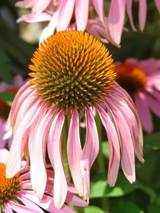 矢车菊，粉红色，盛开，花，植物，紫色