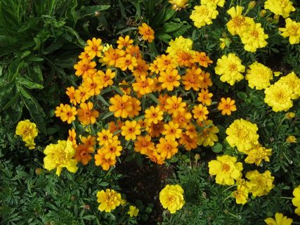 黄色的花朵，鲜花，Blütenmeer，床，折扣