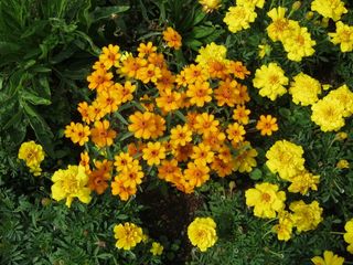 黄色的花朵，鲜花，Blütenmeer，床，折扣